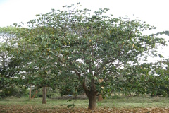 Sterculia guttata